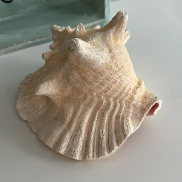 Queen Conch Shell Pink Interior Nautical Beach Decor Natural Sculpture - Picture 4 of 11